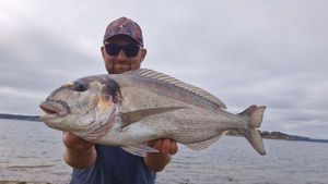 Gilthead Seabream