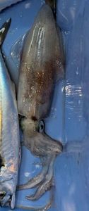 European Squid