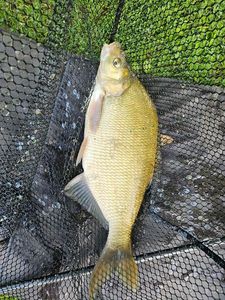Common Bream