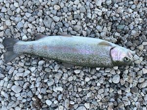 Rainbow Trout