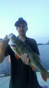 European Perch