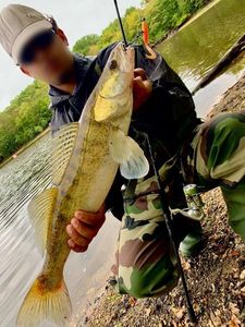 Zander