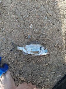 Black Seabream