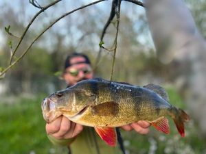 European Perch