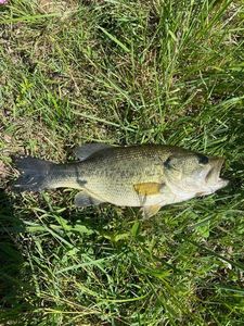 Largemouth Bass