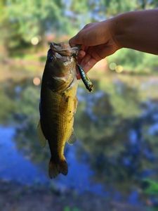 Largemouth Bass