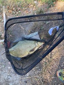 Common Bream