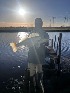 Zander