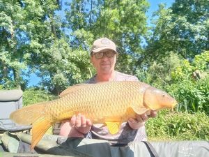Common Carp
