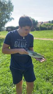 Largemouth Bass