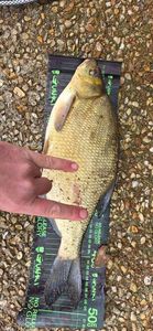 Common Bream
