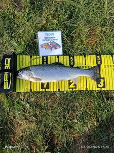 Rainbow Trout