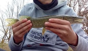 Northern Pike