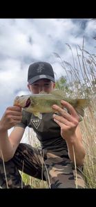 Largemouth Bass