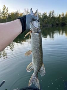 Northern Pike