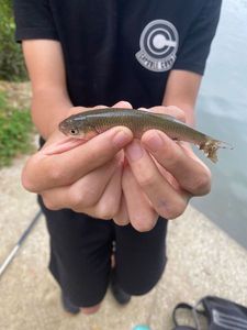 Green Sunfish