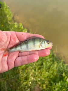 European Perch