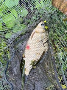 Crucian Carp
