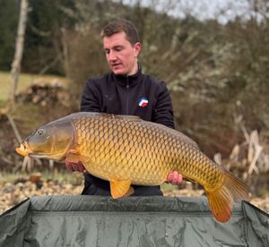 Common Carp