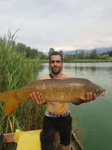 Common Carp