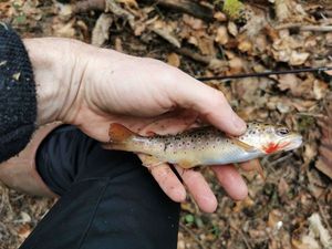 Brown Trout