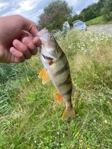 European Perch