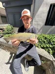 Brown Trout