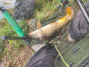 Mirror Carp
