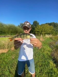 European Perch