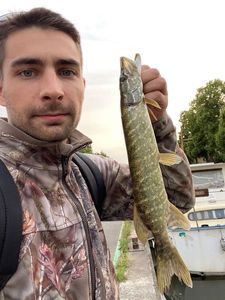 Northern Pike