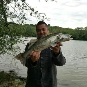 Zander