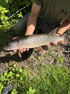 Northern Pike