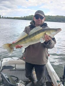 Zander