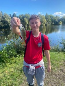 European Perch