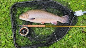 Brook Trout