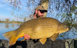Common Carp