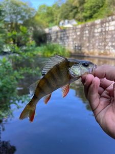 European Perch