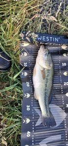 Largemouth Bass