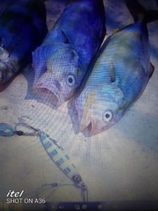 Twaite Shad