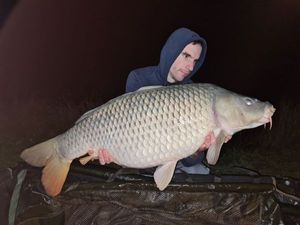 Common Carp