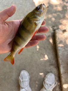 European Perch