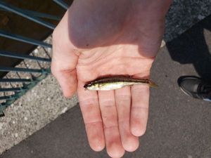 Common Minnow