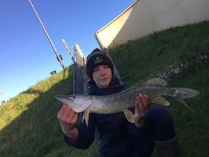 Northern Pike