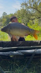 Mirror Carp