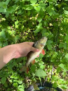 European Perch