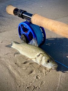 Spotted Seabass