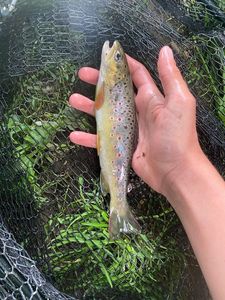 Brown Trout