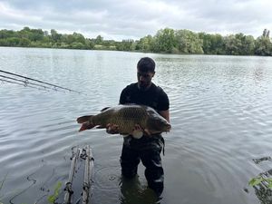 Common Carp