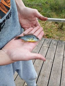 Green Sunfish