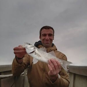 European Bass (Seabass)